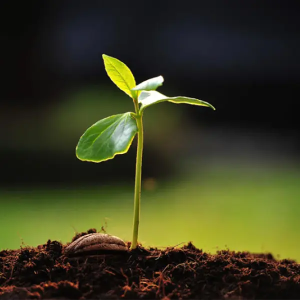 green plant growing medaad our Vision