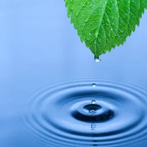 Waterleaf plant used as sustainable raw material for activated carbon production - Medaad